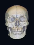 Human Skull