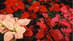 poinsettia