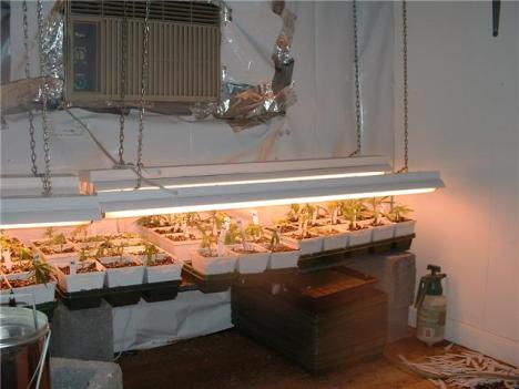 Devotee of Medical Marijuana