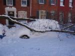 Tree Surgeon Baltimore
