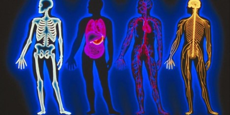 anatomy-physiology-student-tutorial-800x800