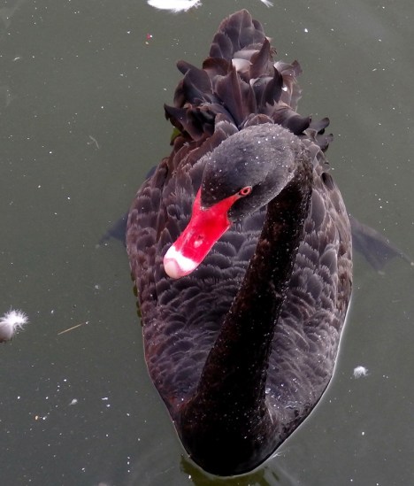 Ex-Cathedra black swan