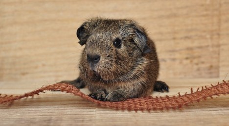 guinea pig